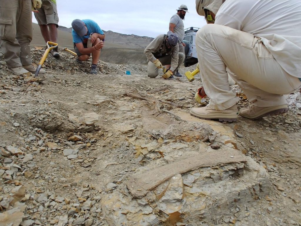 Hallazgo: Se encontraron nuevos fósiles que revelan uno de los titanosaurios más pequeños de la Patagonia central